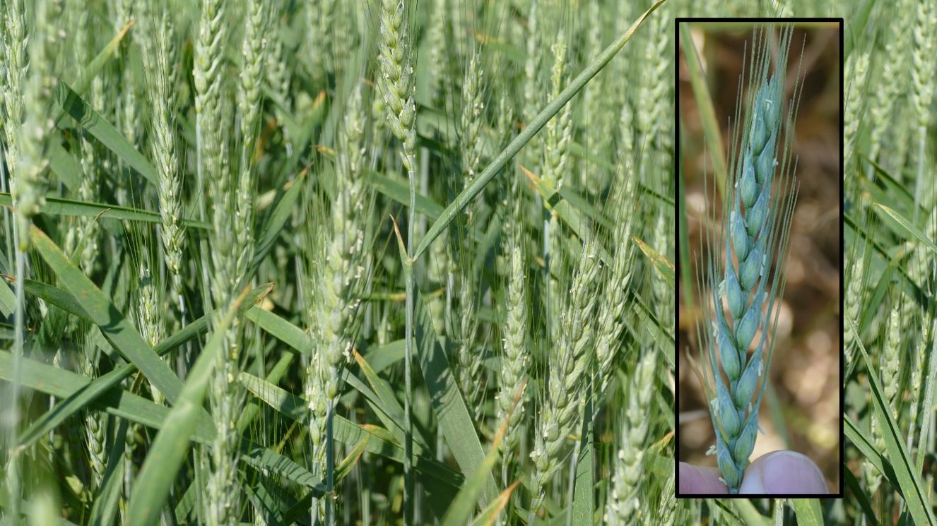 Wheat at flowering.